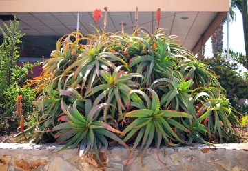 Lékárnu nemusíte navštěvovat, budete-li si ji pěstovat sami doma v květináči