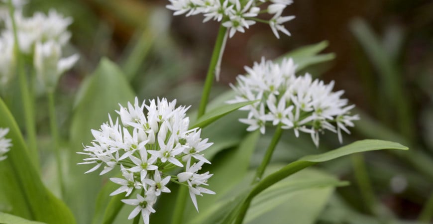 Podzim je ideální pro výsev či výsadbu medvědího česneku, pěstujete si ho již u sebe zahradě?