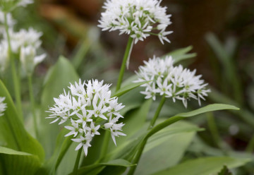 Podzim je ideální pro výsev či výsadbu medvědího česneku, pěstujete si ho již u sebe zahradě?
