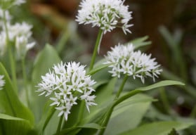 Podzim je ideální pro výsev či výsadbu medvědího česneku, pěstujete si ho již u sebe zahradě?