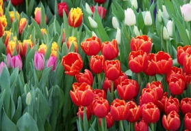 Jaké jsou Vaše nejoblíbenější jarní květy?