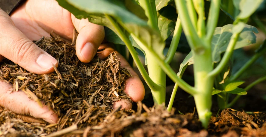Žádná rostlina nebude prospívat bez kvalitního substrátu