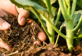 Žádná rostlina nebude prospívat bez kvalitního substrátu