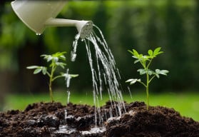 Víte jak vybírat semena k výsevům a na co si dát při nákupu pozor?