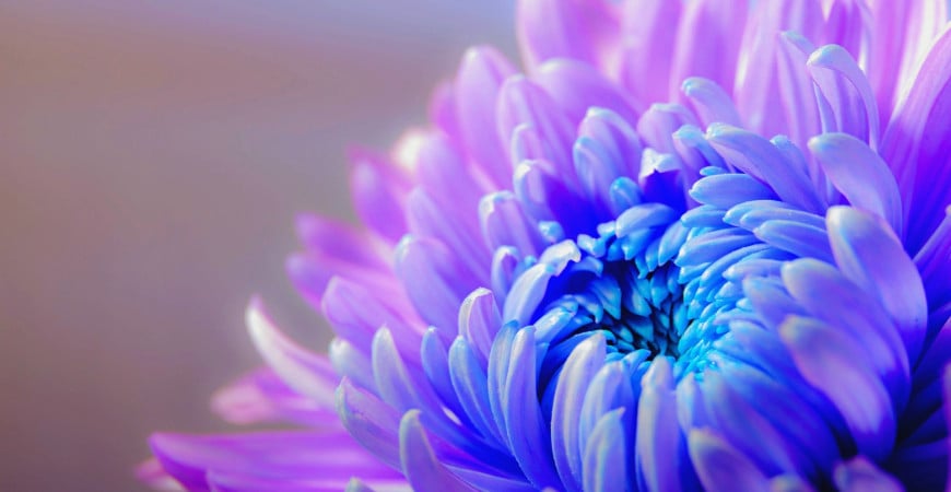 I na podzim může být zahrada rozkvetlá 