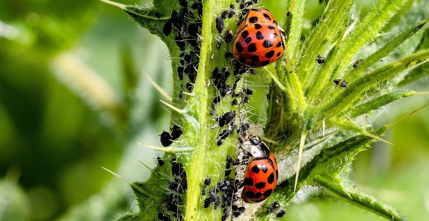 Bojujete se mšicemi v zahradě, babské rady nezabírají a užiteční pomocníci nestíhají? 