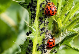 Bojujete se mšicemi v zahradě, babské rady nezabírají a užiteční pomocníci nestíhají? 