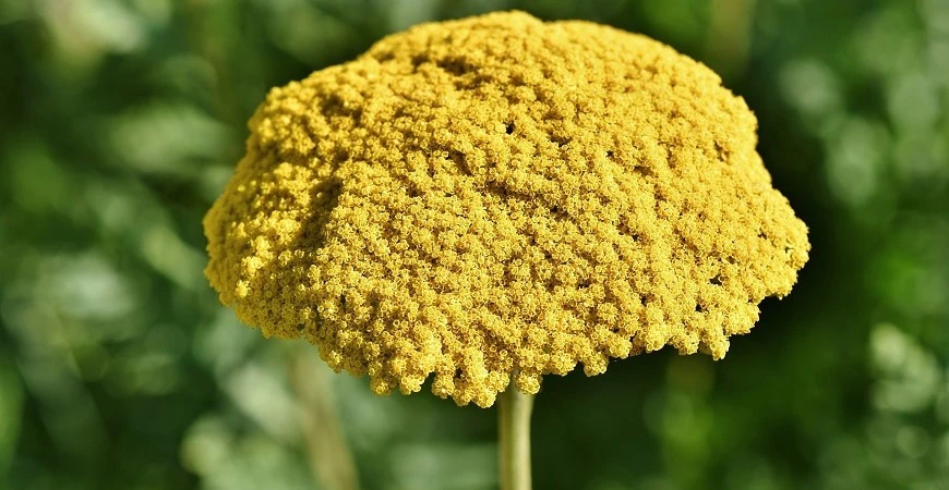 Řebříček obecný a jeho šlechtěné kultivary