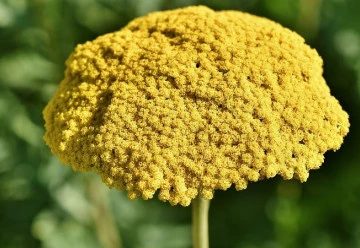 Řebříček obecný a jeho šlechtěné kultivary