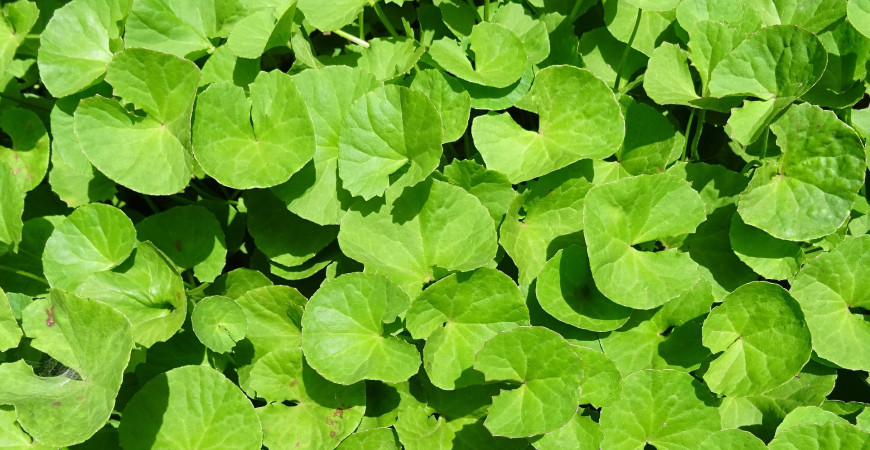 Vypěstujte si vlastní elixíry zdraví - Jsou krásné i léčivé