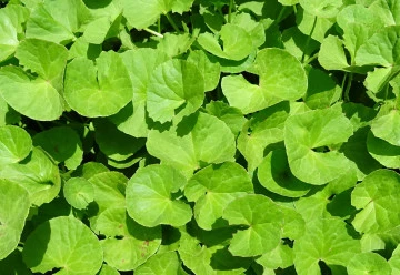 Vypěstujte si vlastní elixíry zdraví - Jsou krásné i léčivé