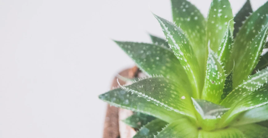 Bylinky od A do Z, aneb není bylina, aby na něco nebyla - Aloe pravá