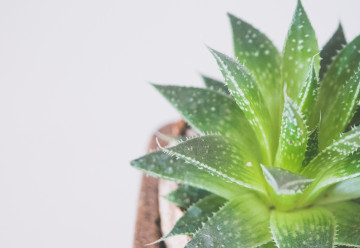 Bylinky od A do Z, aneb není bylina, aby na něco nebyla - Aloe pravá