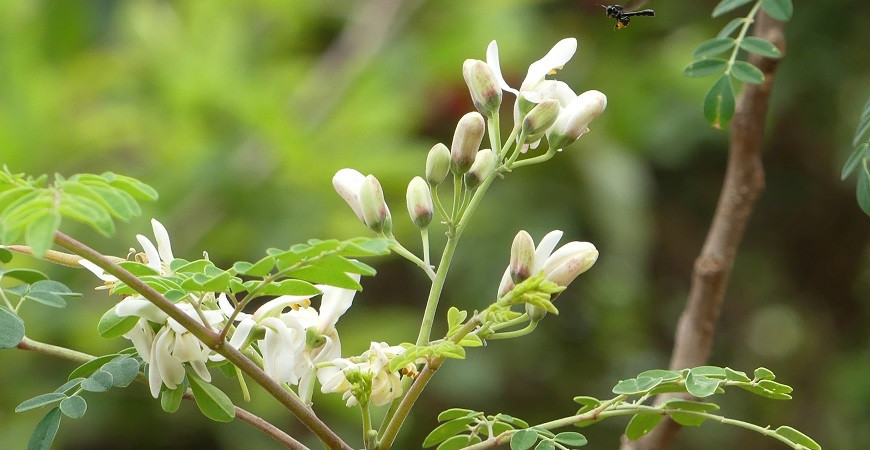 Moringa olejodárna, „víceúčelová plodina“, ze které se dá všechno zužitkovat