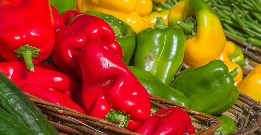 Předpěstování semen – papriky a další