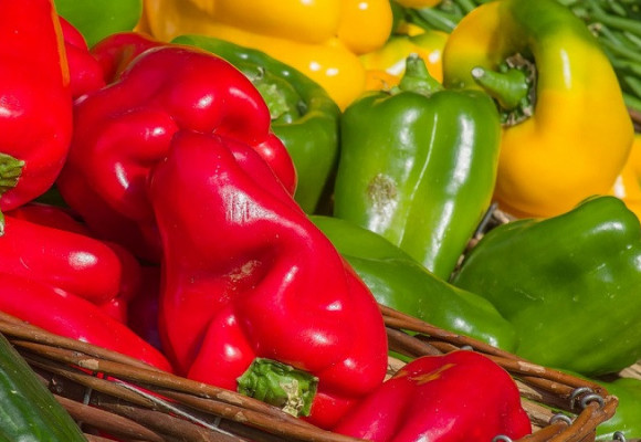 Předpěstování semen – papriky a další