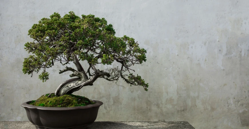 I bonsaje je nutné zazimovat