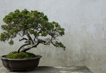 I bonsaje je nutné zazimovat