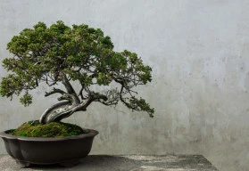 I bonsaje je nutné zazimovat