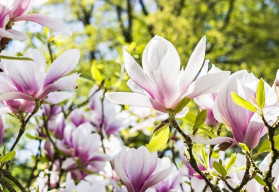 Pěstování magnolií ze semen vyžaduje více práce, ale není to nemožné