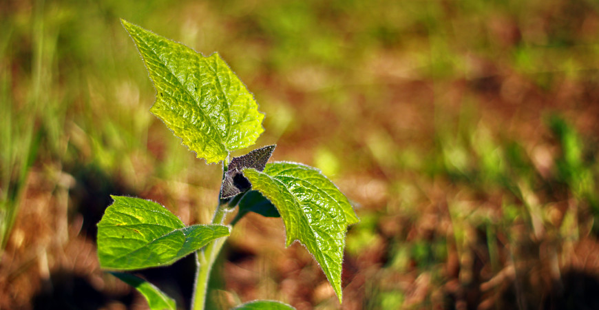 Ochrana rostlin bez chemie? Jde to.