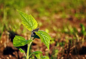 Ochrana rostlin bez chemie? Jde to.