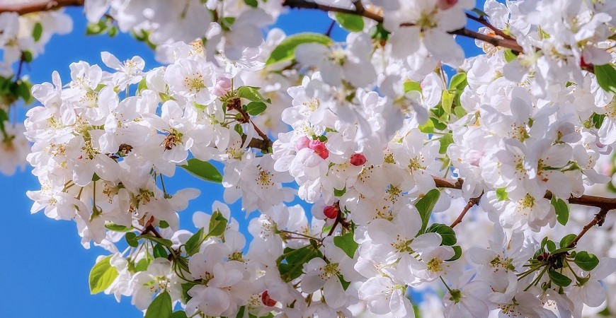 Ochrana stromů před příchodem jara, jak se na ni připravit?