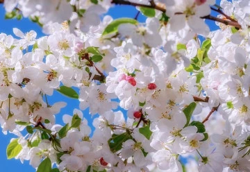 Ochrana stromů před příchodem jara, jak se na ni připravit?