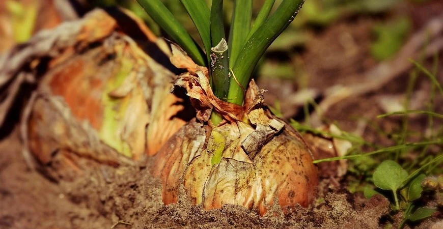 Zasadíte-li cibuli sazečku do připraveného záhonu, dočkáte se časné úrody 