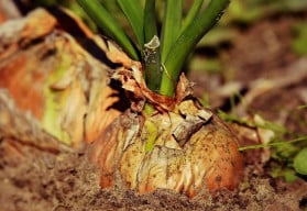 Zasadíte-li cibuli sazečku do připraveného záhonu, dočkáte se časné úrody 