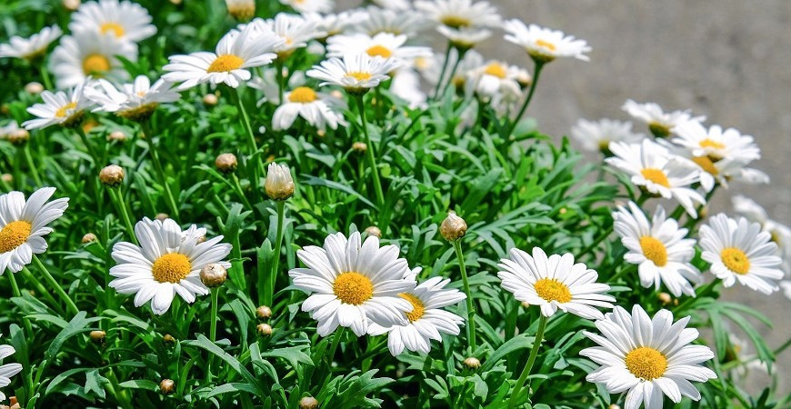 Plevel už na zahradě raší, připravte si z něj třeba lahodný salát