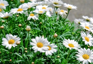 Plevel už na zahradě raší, připravte si z něj třeba lahodný salát