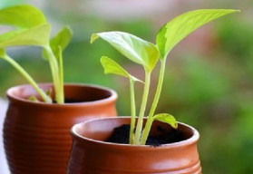 Víte jak si sadbu správně vybrat, abyste sklidili zeleninu podle svých představ?