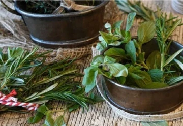 Jak sesadit různé bylinky, aby nechřadly?