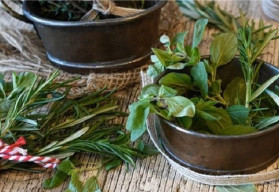 Jak sesadit různé bylinky, aby nechřadly?