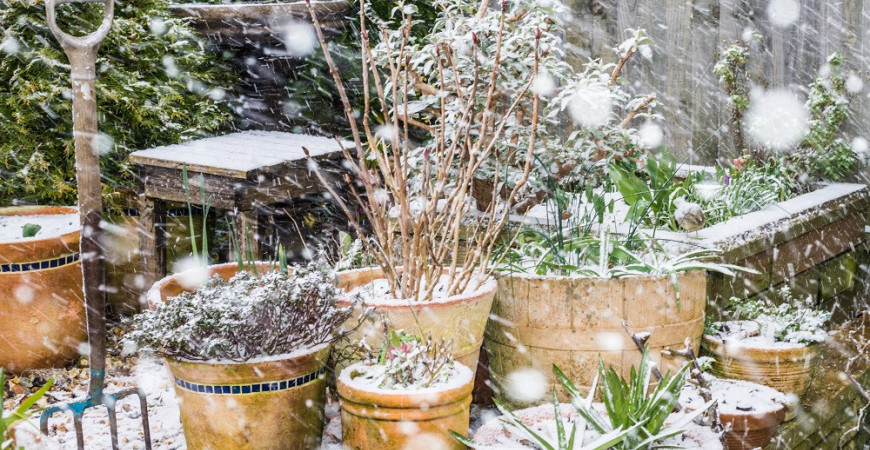 I v zimě může být zahrada krásná a plná barev