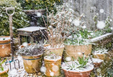 I v zimě může být zahrada krásná a plná barev