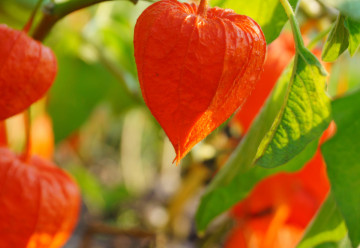 Třešeň Inka – vypěstujte si v zahradě lampiónky