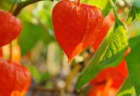 Třešeň Inka – vypěstujte si v zahradě lampiónky