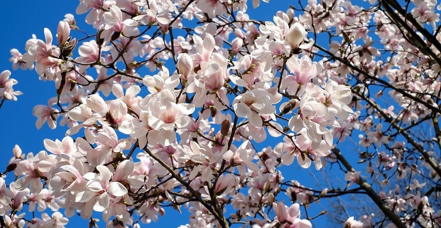 Jedním z prvních kvetoucích keřů jsou magnólie