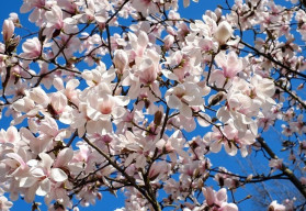 Jedním z prvních kvetoucích keřů jsou magnólie