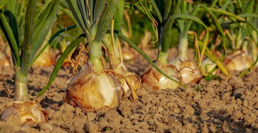 Sázíme a pěstujeme: cibule sazečka