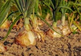 Sázíme a pěstujeme: cibule sazečka