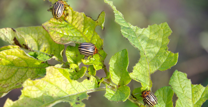Jak ochránit úrodu bez chemie?