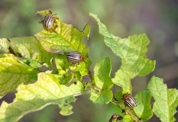 Jak ochránit úrodu bez chemie?