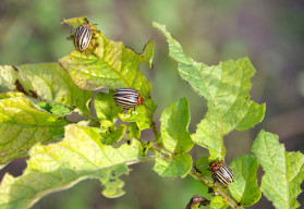 Jak ochránit úrodu bez chemie?