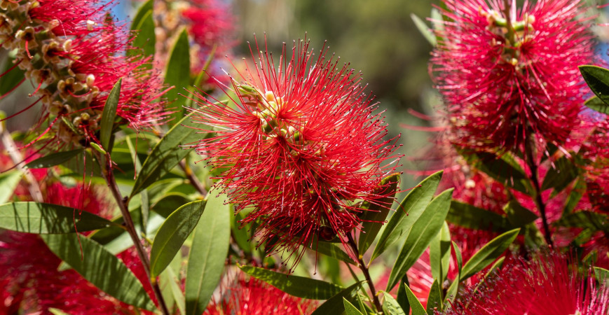 Rostliny, které dýchají atmosférou dovolené