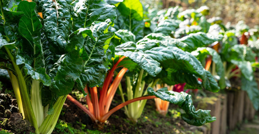 Listová zelenina, která se vyjímá také v okrasné zahradě