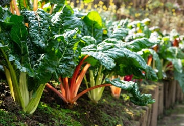 Listová zelenina, která se vyjímá také v okrasné zahradě