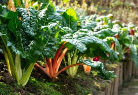 Listová zelenina, která se vyjímá také v okrasné zahradě